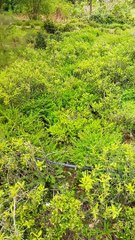 Butterfly  park  at Mayuri eco park  mahabubnagar