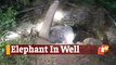Elephant Gets Stuck In A Well In Odisha, Rescued