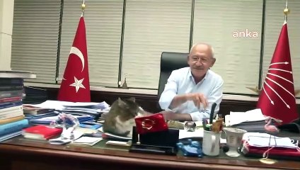 CHP'den 4 Ekim Hayvanları Koruma Günü paylaşımı: İşimiz çok, mesaimiz yoğun