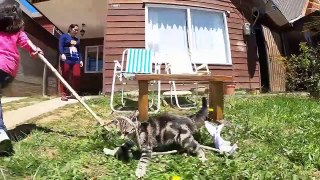 CUTE CATS AND DOGS VIDEO - Funny Cat And Dog