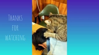 Funniest Cats and dogs   Funny cats video compilation  Cute cats videos  Funny pet Happy Lands