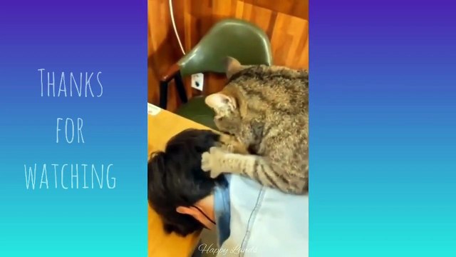 Funniest Cats and dogs Funny cats video compilation Cute cats videos Funny pet Happy Lands