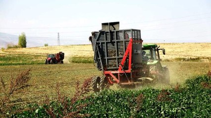 Muş'ta şeker pancarının tarladan sofraya uzanan tatlı yolculuğu