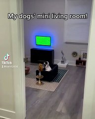 Será este o melhor dono do mundo? Peaches, Challah, e Mitzi dizem que sim