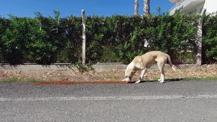 Gençler sokak hayvanlarını besledi