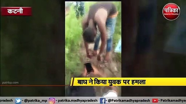 कटनी : बाघ ने किया युवक पर हमला