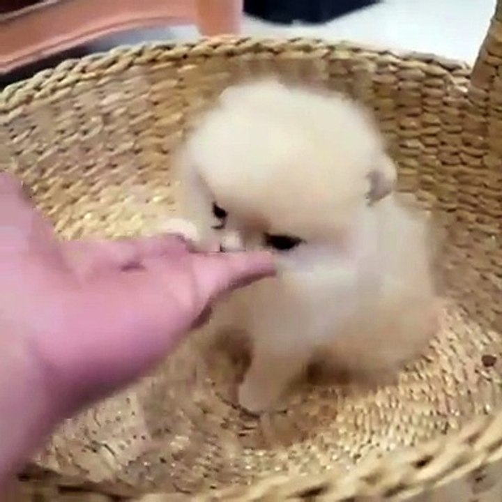 cute cat are playing.