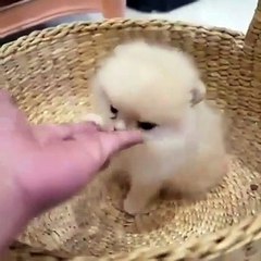 cute cat are playing.