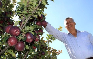 Burada olmaz dediler, şimdi her ağaçtan 100 kilo ürün alıyor