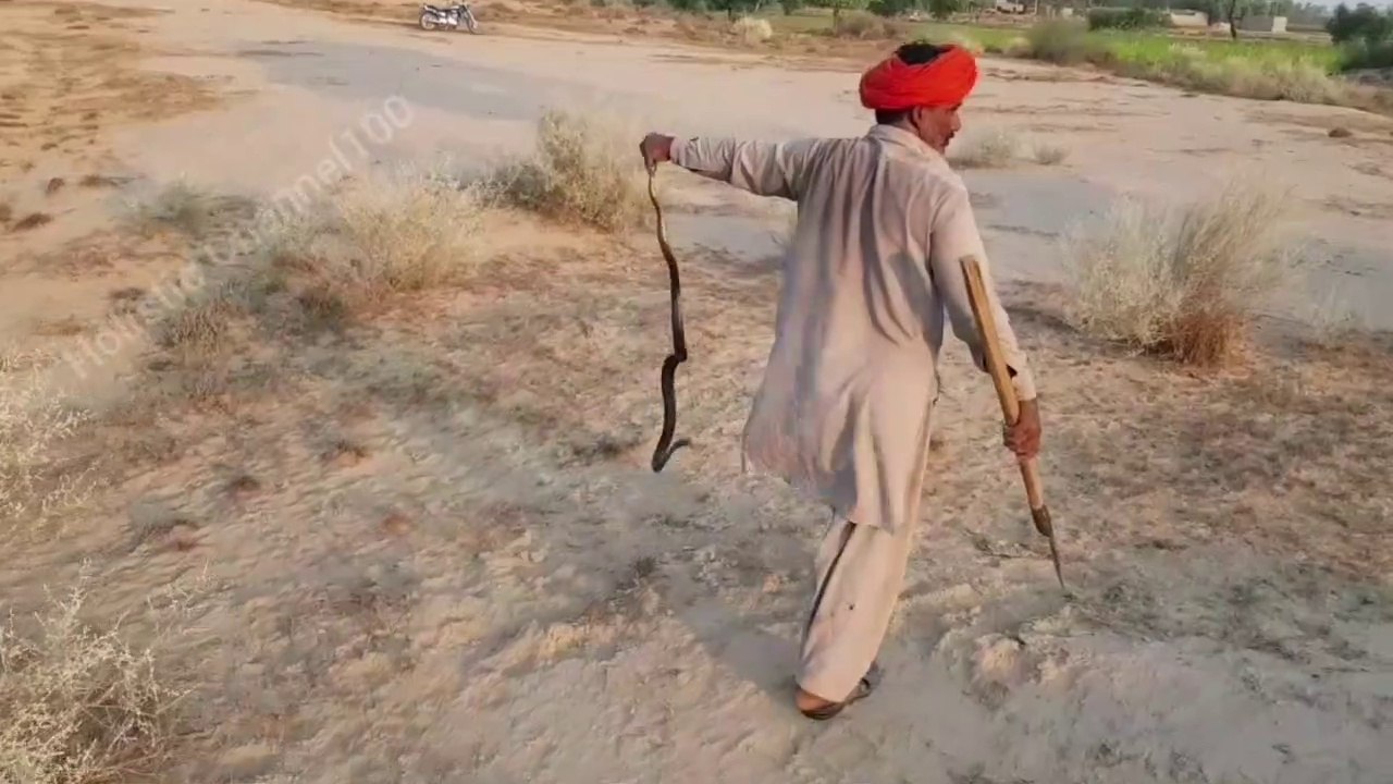 (part#2) How to Catch Black Cobra Snake