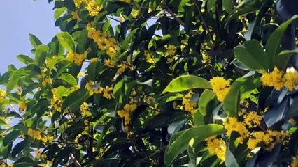Boulettes de riz glutineux aux haricots rouges et à l'osmanthus 桂花红豆小圆子