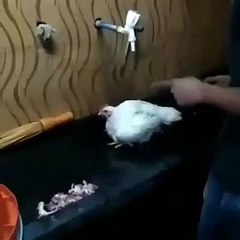 A Chicken refuses to be slaughtered