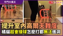 超可愛高爾夫洞守門員！橘貓什麼球都接 提升室內練習難度