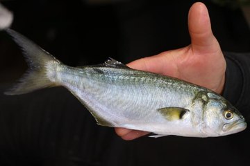 Lüfer bolluğu tezgahları şenlendirdi