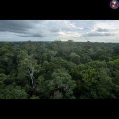 धरती का फेफडा /Amazingfacts/A.D Amazing Facts