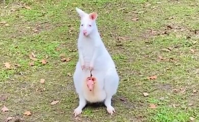 Kocaeli'de dünyaya gelen minik kanguru kesesinden çıktı