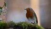 SONIDOS DE PÁJAROS AVES VÍDEO AMBIENTAL SONIDO RELAJANTE