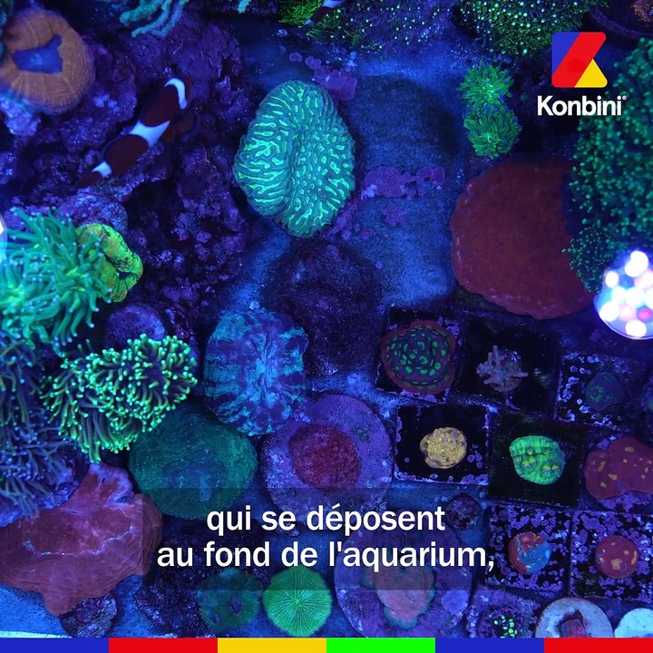 On découvre l’aquarium full options de Taï