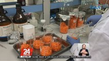 BPI-DA: Walang nakitang formaldehyde sa sinuring imported carrots | 24 Oras