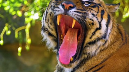 A Tiger in The Forest - Funny Animals - Animal And Nature #3