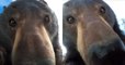 États-Unis : après avoir trouvé une GoPro abandonnée, un ours se filme et c'est très drôle