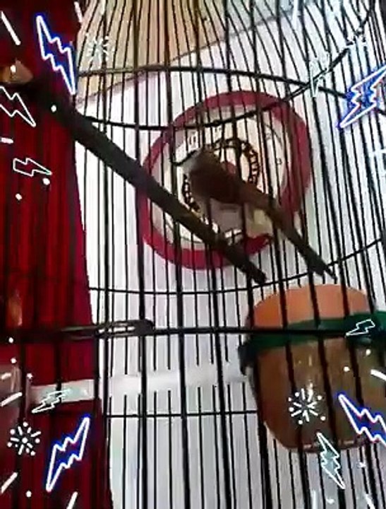Burung trucuk garuda