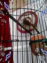 Burung trucuk garuda