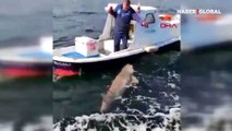 6 metrelik teknede 2,5 metrelik köpek balığı yakaladı