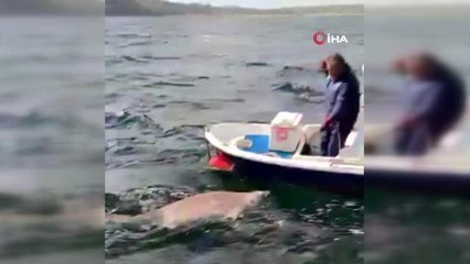 2.5 metre boyunda camgöz köpekbalığını böyle yakaladı
