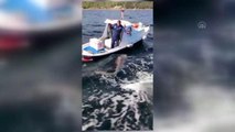 ÇANAKKALE - Sinarit avına çıkan balıkçının oltasına köpek balığı takıldı