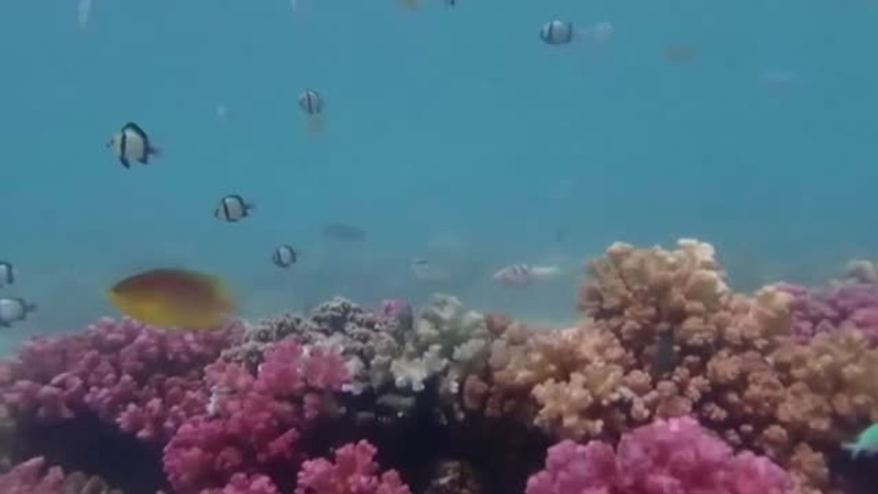 Peligran los arrecifes de coral por el calentamiento de los océanos