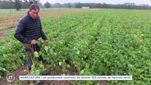 AGRICULTURE / Un producteur contraint de donner 150 tonnes de haricots verts