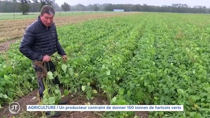 AGRICULTURE / Un producteur contraint de donner 150 tonnes de haricots verts