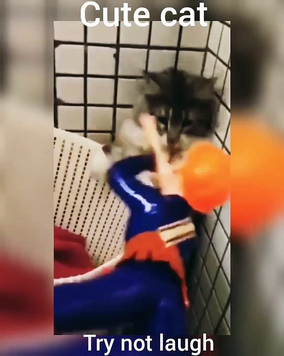 Funny animals