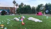 Three Dogs Play on the Lawn With Bubbles Floating Around Them