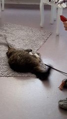 playing with pet cat