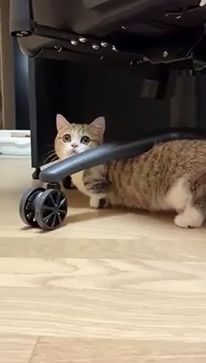 KuCing Imut Menggemaskan_hamster_ - funnycat- kucinglucu- funniestcat ( 480 X 270 )