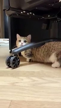 KuCing Imut Menggemaskan_hamster_ - funnycat- kucinglucu- funniestcat ( 480 X 270 )