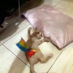 Kucing lucu - SHORT ( 480 X 480 )