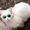 kucing gaul pakai kaca mata - kucing lucu - kucing pake kacamata - erica- cat ( 480 X 480 )