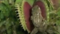 Sinekkapan bitkisi, yapraklarının arasına giren kurbağayı tek hamlede nefessiz bıraktı
