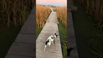 Dog Mistakes Algae for Grass, Walks Headfirst off Dock