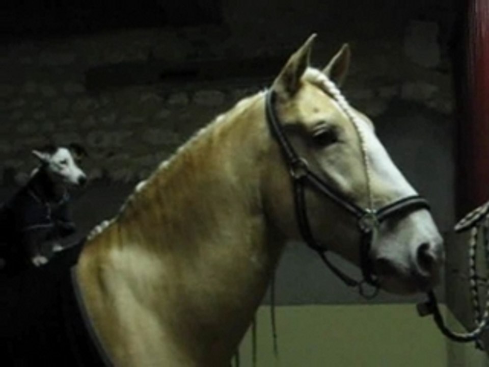 Hidalgo et luna