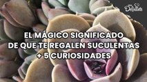 El mágico significado de que te regalen suculentas   5 curiosidades. | Cocina Delirante