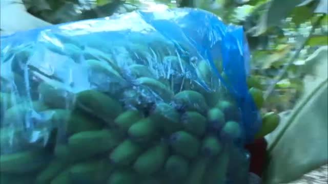 Sánchez se come un plátano de Canarias como apoyo a los agricultores afectados por el volcán