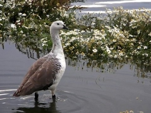 El Calafate - Argentine