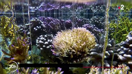 Océans : l'inquiétante disparition des coraux