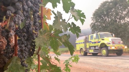 Grapes damaged by wildfires transformed into vodka