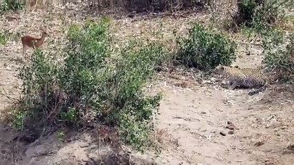 LEOPARD KILL DEER