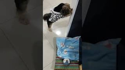 Doggy Shows Off His Nightly Routine